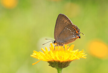 Great Slovenian butterfly (Satyrium ilicis) on flower