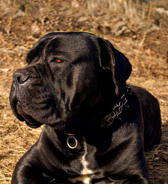 a black dog of the Canecorso breed lies on the grass. a big red dog lies in the sun and his coat glistens.