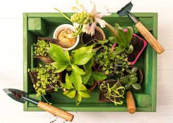 Photo of germinating seedlings of different plants in a green box. Spring background.