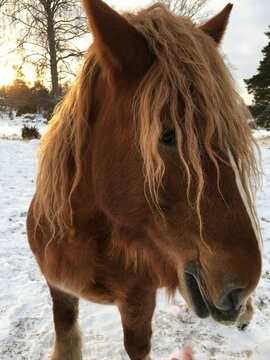 Swedish horse Ardenner