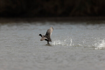 Common Coot Fulica atra running or flying over a pond in France