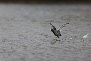 Common Coot Fulica atra running or flying over a pond in France