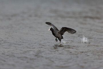 Common Coot Fulica atra running or flying over a pond in France