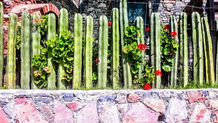 Obraz premium Cacti & Flowers