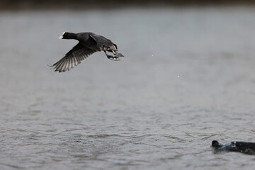 Common Coot Fulica atra running or flying over a pond in France