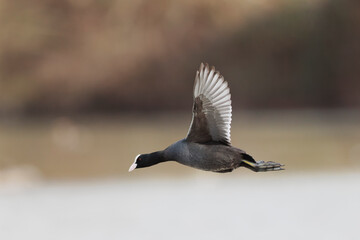 Common Coot Fulica atra running or flying over a pond in France