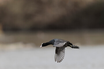 Common Coot Fulica atra running or flying over a pond in France