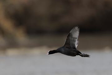Common Coot Fulica atra running or flying over a pond in France