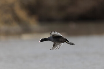 Common Coot Fulica atra running or flying over a pond in France