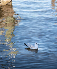 Seagull floating near reflections from dock in water.