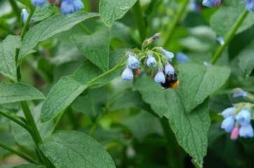 on blue flowers sits a bumblebee in the garden, plot design
