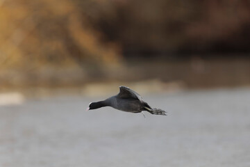 Common Coot Fulica atra running or flying over a pond in France