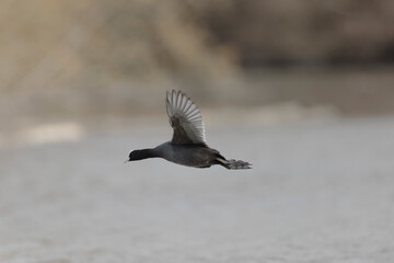 Common Coot Fulica atra running or flying over a pond in France