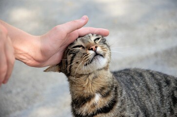 stroke with your hand a street cat in brown color. Cat enjoys
