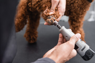 partial view of african american man polishing claws of brown dog in grooming salon.