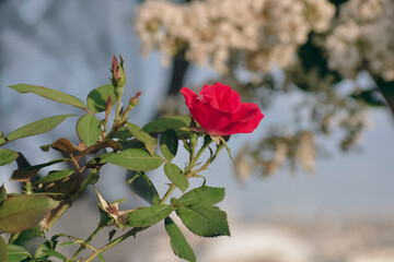 Background with red rose and tree with white flowers