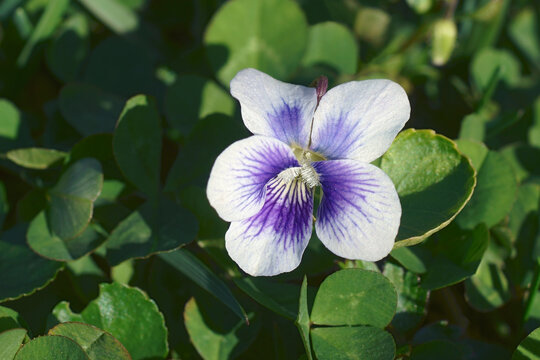 Common blue violet (Viola sororia). Called Common meadow violet, Purple violet, Woolly blue violet, Hooded violet, Missouri violet and Wood violet also.
