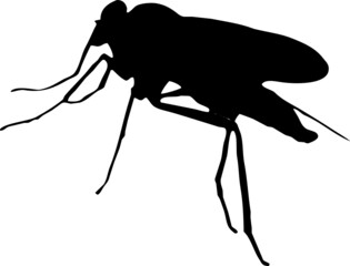 Insecte en silhouette, macro noir isolé du fond transparent