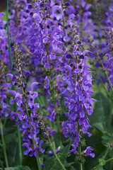 Obraz premium Meadow clary (Salvia pratensis). Called Meadow sage also.