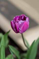 violet tulip isolated on a fancy background