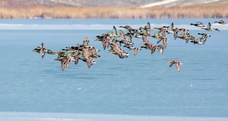 Frozen lake and birds. White blue nature background. Birds; Mallard, Eurasian Wigeon and Eurasian...