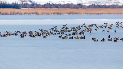 Frozen lake and birds. White blue nature background. Birds; Mallard, Eurasian Wigeon and Eurasian...