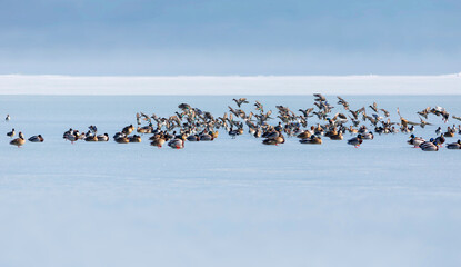 Frozen lake and birds. White blue nature background. Birds; Mallard, Eurasian Wigeon and Eurasian...