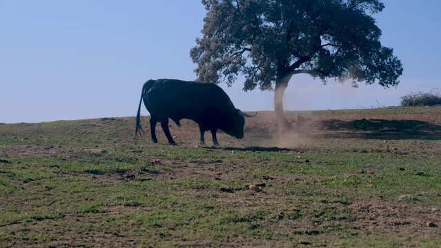 Silhouette of fighting bull challenging in the meadow