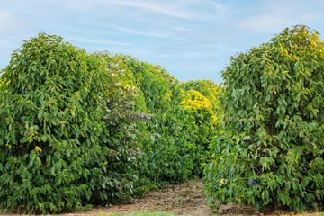Fototapeta na wymiar Coffee plantation in a sunny day at Brazil's coutryside. Agricultural photography