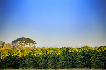 Coffee plantation in a sunny day at Brazil's coutryside. Agricultural photography