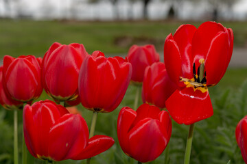 maturing red tulips