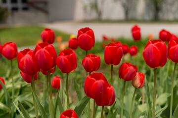 Fototapeta premium garden bed with red tulips in bloom