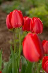 red tulipa in the garden