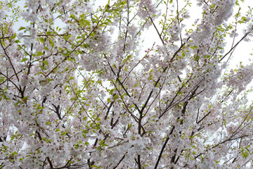 blossoms in spring