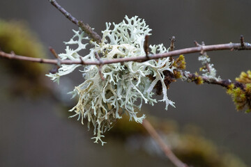 Lichen en for&ecirc;t