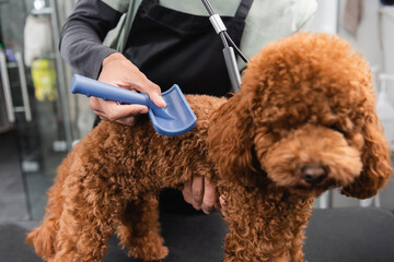 cropped view of african american man brushing poodle in grooming salon.