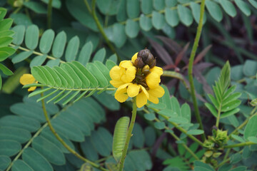 African senna (Senna didymobotrya). Called Popcorn senna, Candelabra tree and Peanut butter cassia also. - obrazy, fototapety, plakaty