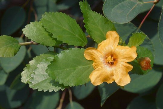 Yellow llima (Sida fallax). Called Golden mallow and Iiima papa also.