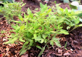 young tomato plant seedlings in spring in the garden, vegetable garden in spring, farming