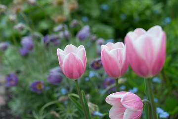 tulips in the garden