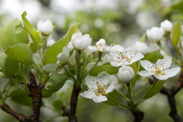 white tree blossoms or pear blossoms