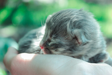 Newborn kitten. Macro photo. Closed eyes. Little cute kitten 