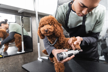 african american groomer polishing claws of poodle with electric nail grinder.