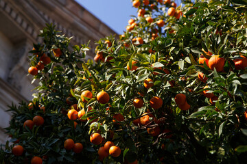 Tangerines grow on a tree.