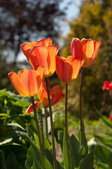Fototapeta na wymiar orange red tulip stems with trees in the background