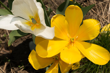 mature yellow and white tulips viewed from above