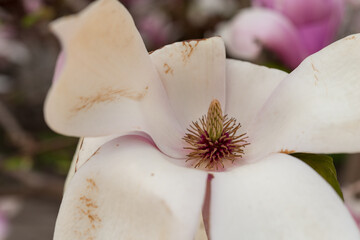Plakat pink and white magnolia slightly damaged by age and the elements