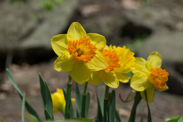 daffodils in the garden