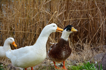 ducks on the grass, Spring season