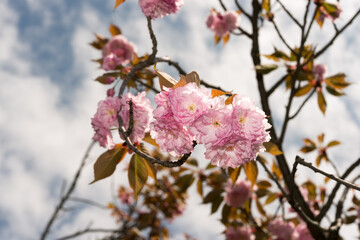 pink Prunus 'Kanzan' - Prunus serrulata against a cloudy sky